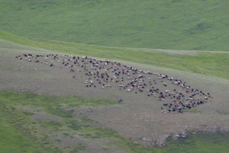 Running shot of a flock of sheep in the Mongolian steppe with shepherd riding on horse next to the