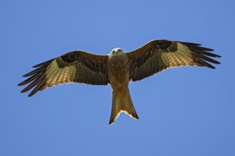 Red kite (Milvus milvus), close-up, flight image of an adult bird with outstretched wings looking