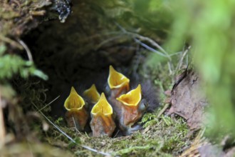 European robin (Erithacus rubecula), begging young birds with open beaks in the nest,
