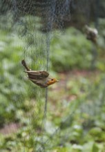 European robin (Erithacus rubecula), adult bird hanging in Japanese net for scientific bird