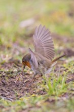 Robin (Erithacus rubecula), adult bird fluttering its wings and holding an earthworm with its beak,