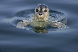 European harbour seal (Phoca vitulina), close-up and portrait, adult swims on the water surface and
