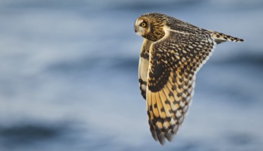 Short-eared owl (Asio flammeus), close-up, adult bird with outstretched wings in flight over the