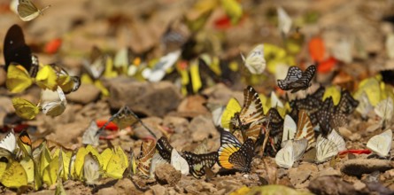 Tropical butterflies (Lepidoptera) of different species fly and feed in large groups on minerals on