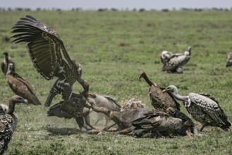 Barred vulture (Gyps rueppellii), group of several birds fighting and feeding on the carcass of a