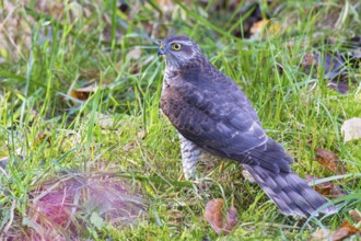 Sparrowhawk (Accipiter nisus), close-up, young bird sitting in meadow with autumnal coloured leaves