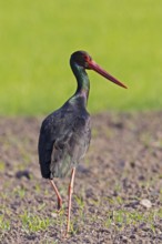 Black stork (Ciconia nigra), close-up, adult bird with shiny plumage standing in the sun on one leg