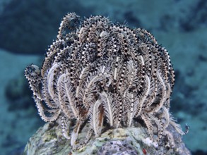 Bushy feather star, Variable feather star (Comaster schlegelii) on a coral reef, beige and textured