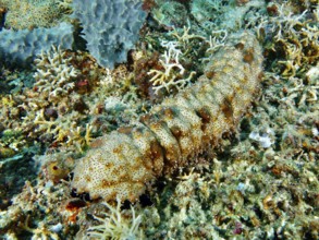 A striped sea cucumber (Pearsonothuria graeffei) moves across the colourful seabed of a coral reef.