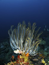 Bushy feather star, Variable feather star (Comaster schlegelii) in a coral reef, bright yellow