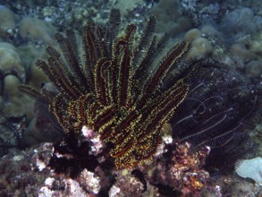 Various colourful starfish, Bushy feather star, Variable feather star (Comaster schlegelii), in a