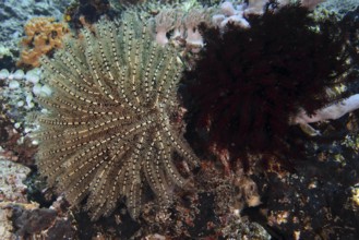 Two starfish in different colours, Bushy feather star, Variable feather star (Comaster schlegelii),