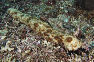 Brown spotted sea cucumber (Pearsonothuria graeffei), moving across the seabed. Dive site SD, Nusa