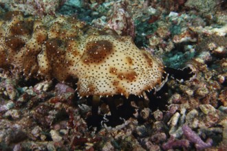 Close-up of the head of the brown spotted sea cucumber (Pearsonothuria graeffei) on rocks and