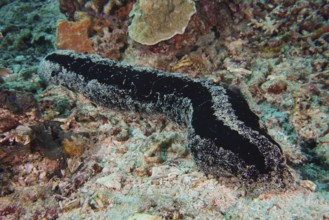 Black sea cucumber (Holothuria atra) moves across the sandy coral bottom. Dive site SD, Nusa
