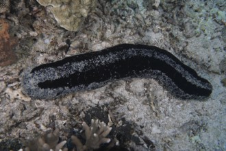 Black sea cucumber (Holothuria atra) crawls across the sandy seabed. Dive site SD, Nusa Ceningan,