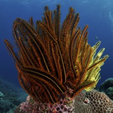 Bright yellow and brown starfish, Bushy feather star, Variable feather star (Comaster schlegelii),