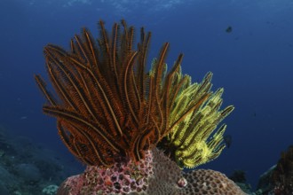Shining starfish, Bushy feather star, Variable feather star (Comaster schlegelii), on a coral reef