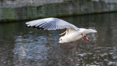 Seagulls on the railing on the banks of the Spree in Berlin Mitte, Germany