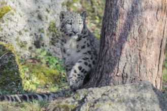 A snow leopard (Panthera uncia) stalks its siblings between rocks and trees in hilly terrain on a
