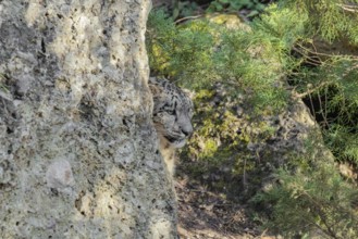 Perfect camouflage. A snow leopard (Panthera uncia) sits next to a rock in hilly terrain, blending