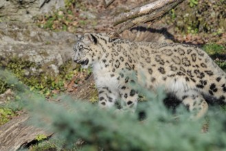 A snow leopard (Panthera uncia) runs along a mountainside between rocks and trees on a sunny day.