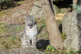 A snow leopard (Panthera uncia) sits in bright sunlight on a rock next to a tree in hilly terrain.