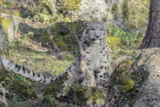 A snow leopard (Panthera uncia) stands on a rock next to a tree in hilly terrain on a sunny day.