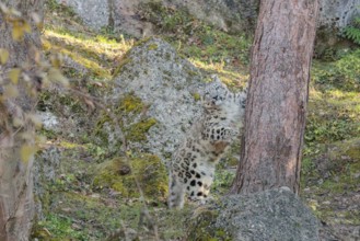 A snow leopard (Panthera uncia) stands on a sunny day between rocks next to a tree on hilly