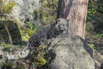 A snow leopard (Panthera uncia) sits on a sunny day between rocks next to a tree on hilly terrain