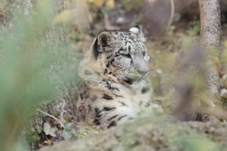 A snow leopard (Panthera uncia) rests among rocks and trees in hilly terrain, surrounded by green