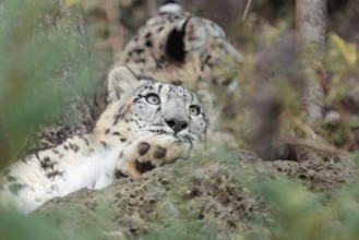 Two young snow leopards (Panthera uncia) rest on a rock in hilly terrain, surrounded by green