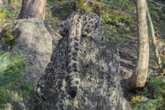 A snow leopard (Panthera uncia) rest on a rock next to a tree in hilly terrain. Only its back and