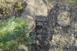 Perfect camouflage. Two snow leopards (Panthera uncia) sit next to a rock in hilly terrain,