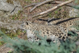 Two snow leopards (Panthera uncia) run side by side on a sunny day along a mountainside between