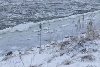 Cold winter morning on the Elbe with floating ice floes, snow and frozen banks of the Elbe,