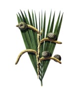 Useful plants, cultivated plants, real sago palm, sagus rumphii, school picture, authentic