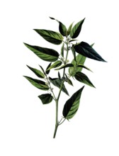 Useful plants, cultivated plants, capsular jute, Corchorus capsularis, school picture, authentic