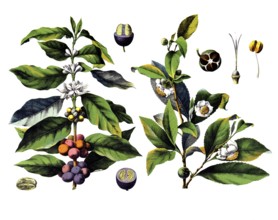 Useful plants, cultivated plants, coffee bush, coffea arabica and tea tree, thea chinensis, tea