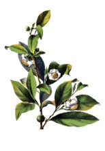 Useful plants, cultivated plants, tea bush, thea chinensis, tea inensis, school picture, authentic