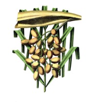 Useful plants, cultivated plants, common date palm, phoenix dactilifera, school picture, authentic