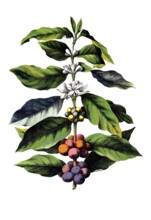 Useful plants, cultivated plants, coffee tree, Coffea arabica, school picture, authentic