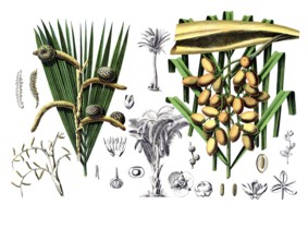 Useful plants, cultivated plants, sago palm, sagus rumphii and common date palm, Phoenix