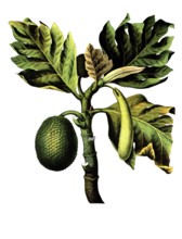 Useful plants, cultivated plants, real breadfruit tree, Artocarpus incisa, school picture,