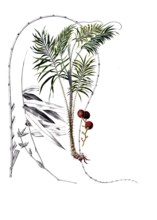 Useful plants, cultivated plants, dragon rotang, calmus draco, school picture, authentic