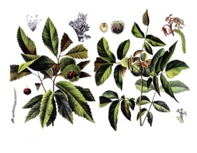 Useful plants, cultivated plants, chestnut, castanea vesca and walnut, Juglans regia, school