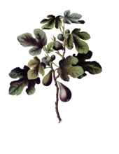 Useful plants, cultivated plants, fig tree, ficus carica, school picture, authentic reproduction of