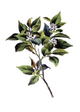 Useful plants, cultivated plants, bitter orange tree, citrus vulgaris, school picture, authentic