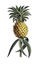 Useful plants, cultivated plants, pineapple sativa and agave, Agave americana, school painting,