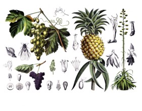 Useful plants, cultivated plants, vine, vitis vinifera and pineapple, pineapple sativa and agave,